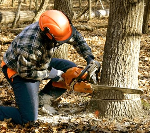 Tree Removal in Addy, WA